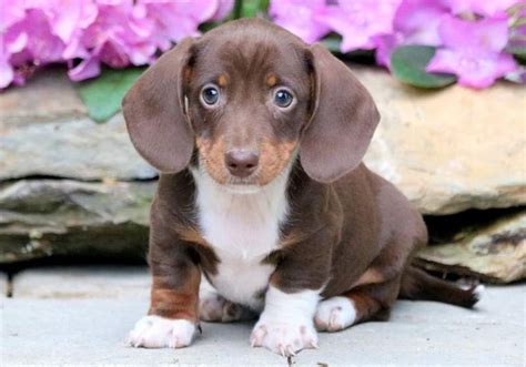 miniature dachshund puppies for sale in illinois